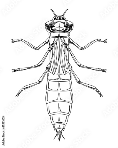 Dragonfly nymph