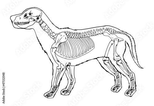 Dog skeleton outline