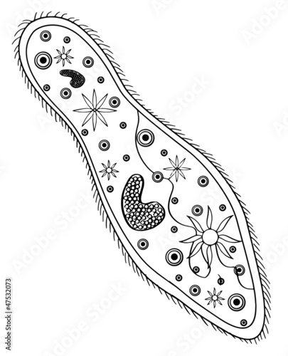 Paramecium