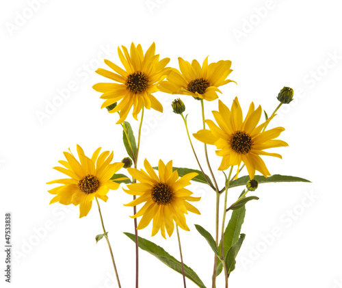 yellow flowers isolated