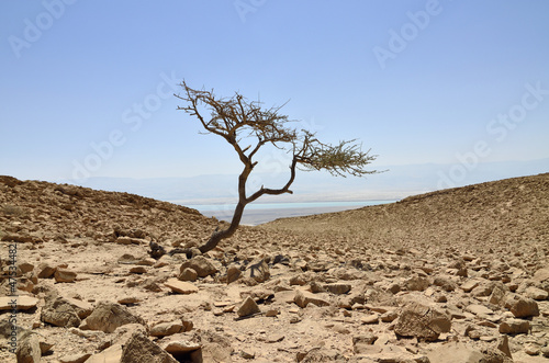 Alone acacia tree in Judea desert.