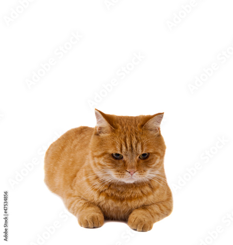 ginger cat isolated