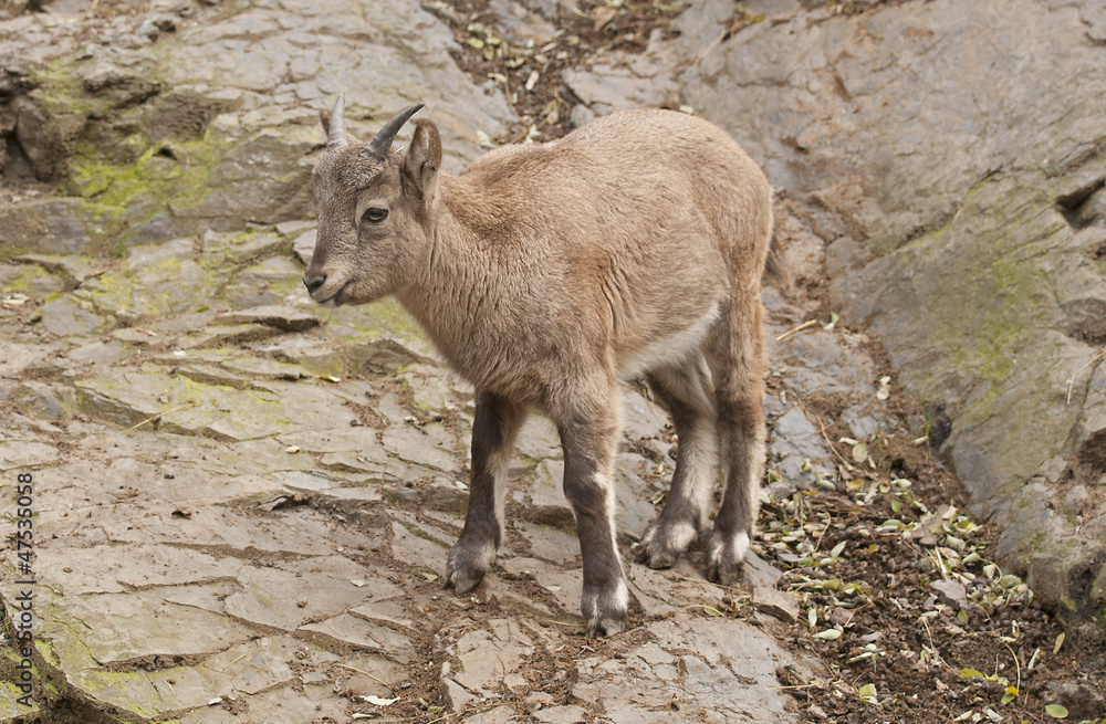 Fototapeta premium Alpine ibex