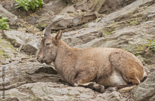 Alpine ibex © kerstiny