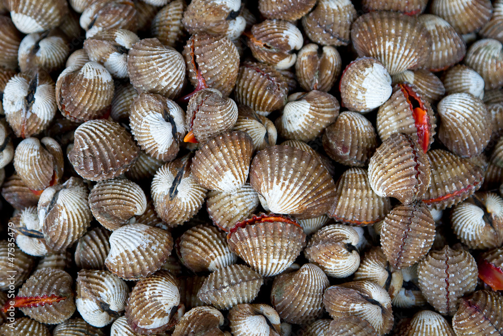 Scallops on the local market in Thailand Scallops on the local market in Thailand
