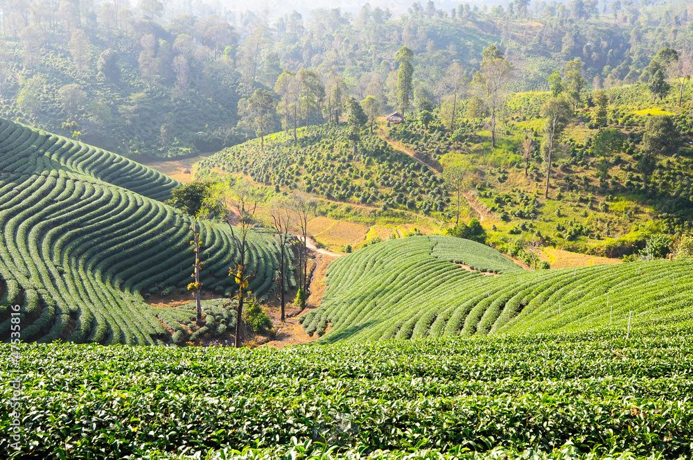 Tea plantation.Northern Thailand.