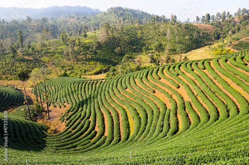 Tea plantation.Northern Thailand.
