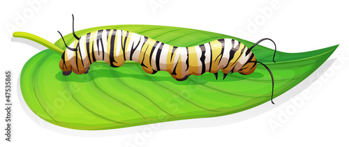 Monarch butterfly - Danaus plexippus - larva stage