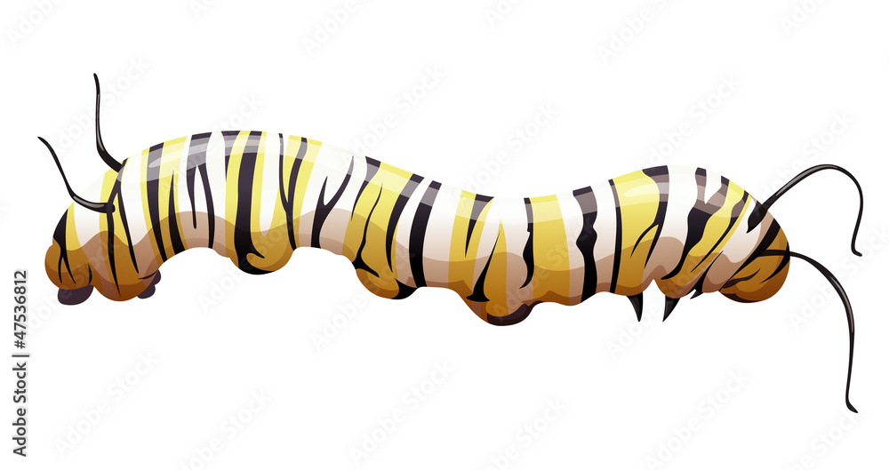 Naklejka premium Monarch butterfly - Danaus plexippus - larva stage
