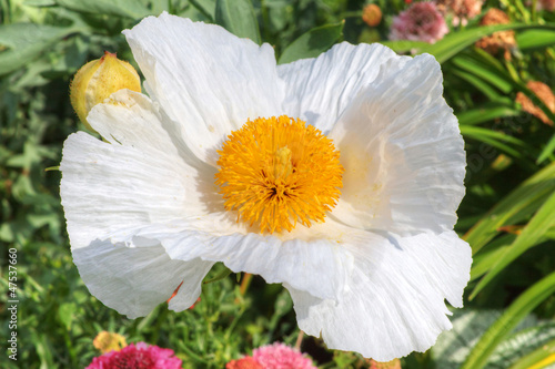 Matilija Poppy or California Tree Poppy (Romneya coulteri) photo