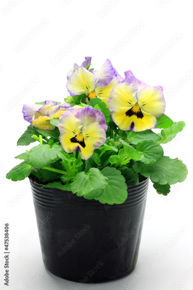 Fototapeta premium pansy