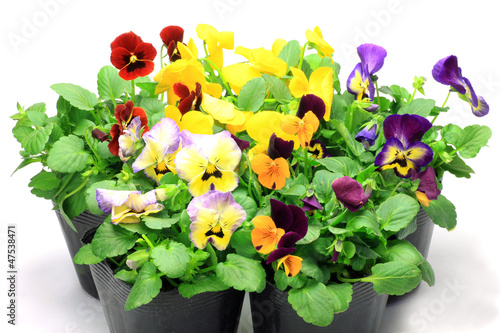 Fototapeta Naklejka Na Ścianę i Meble -  pansy and viola