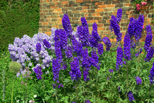 Photo Blue delphinium and campanula  flowers in a summer garden.