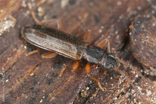 False skin beetle  Cendrophagus crenatus sitting on wood