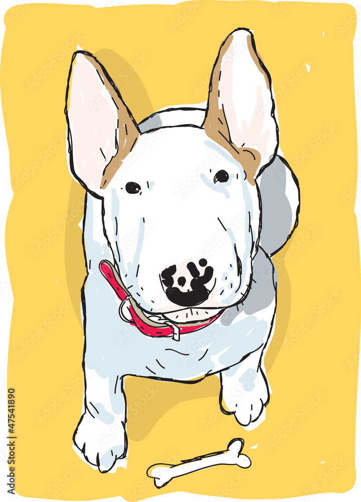 English bull terrier English bull terrier