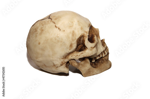 brainpan cranium death's head photo