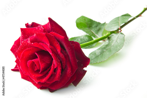 Single red rose flower photo