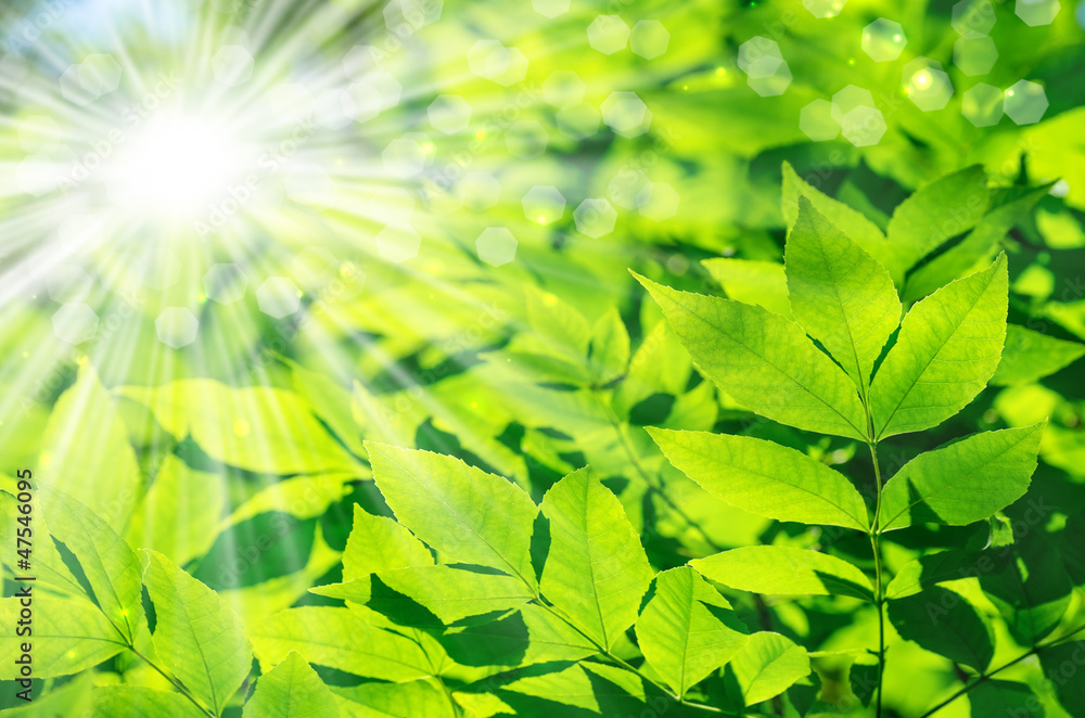 Fototapeta premium Background of fresh leaves with sunlight