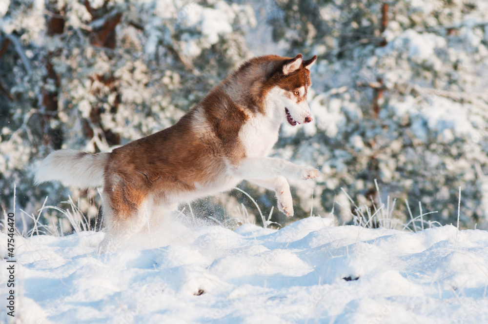 funny siberian husky dog jumping in the snow funny siberian husky dog jumping in the snow
