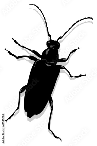 capricorn beetle Cerambyx scopolii