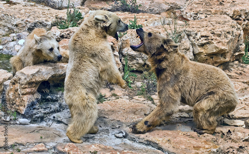 Quarrel bears.Aggression. Brown Syrian Bear