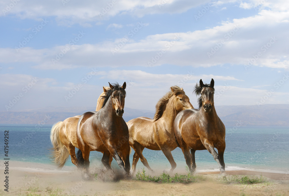 horses run