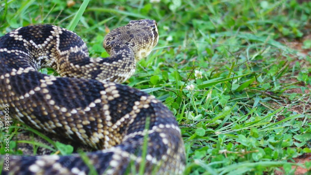 Eastern Diamondback Strike Away from Camera Eastern Diamondback Strike Away from Camera