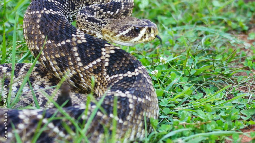 Eastern Diamondback Snake Alerted Eastern Diamondback Snake Alerted