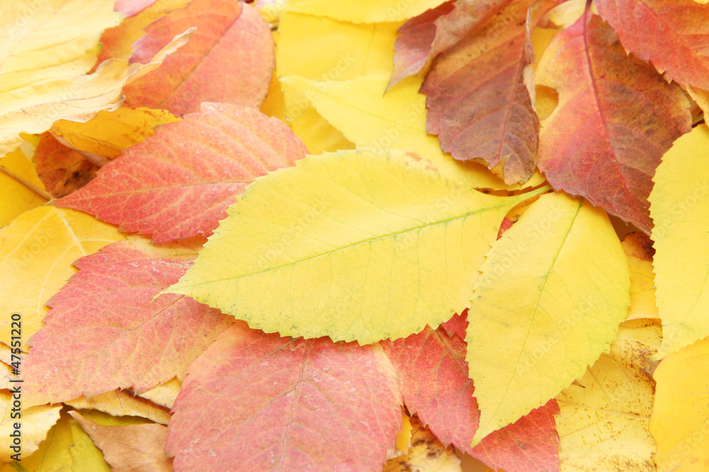 bright autumn leaves, close up