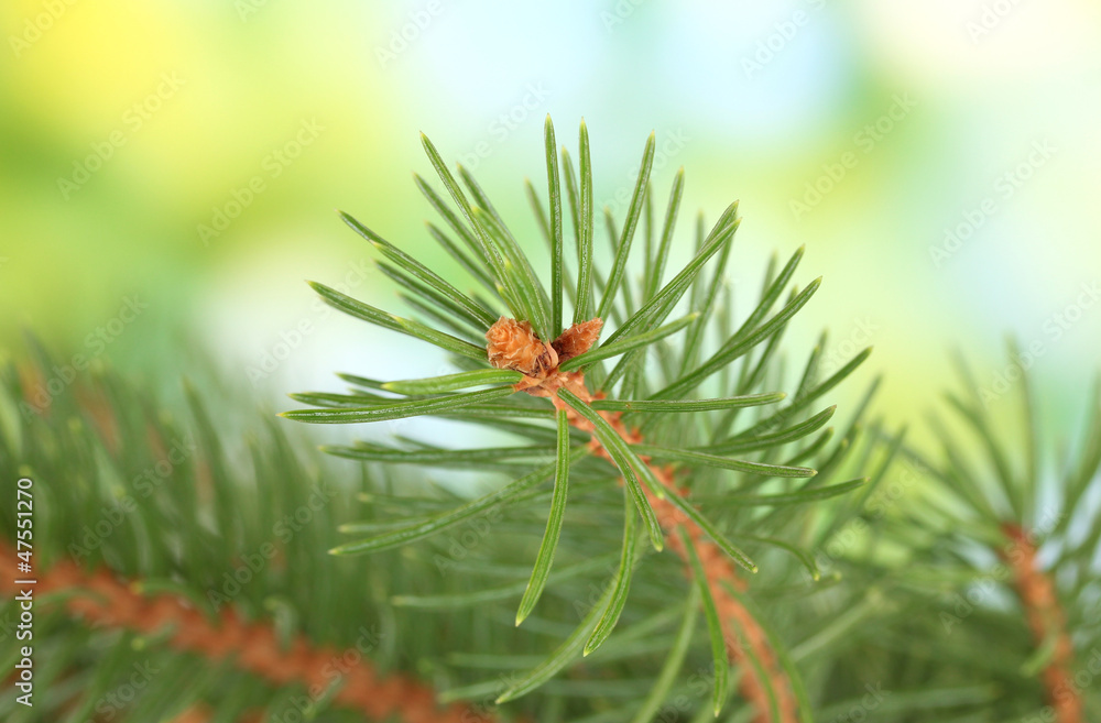 fir tree branch, on green background fir tree branch, on green background