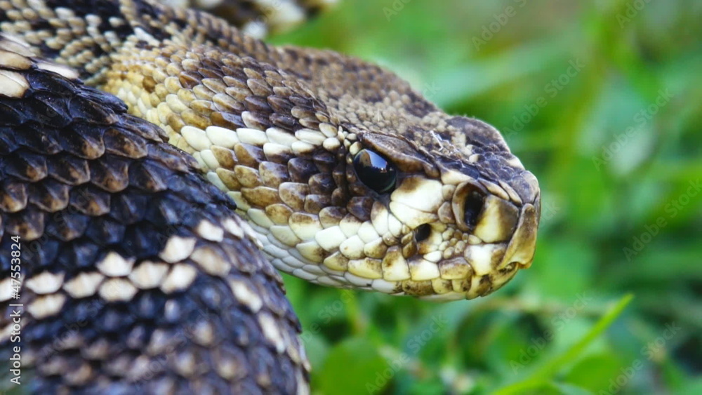 Eastern Diamondback Closeup Tongue Flicker Eastern Diamondback Closeup Tongue Flicker