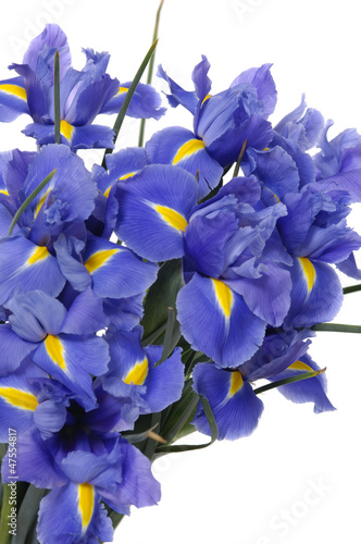 blue iris isolated on white