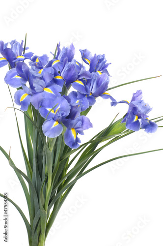 Fototapeta Naklejka Na Ścianę i Meble -  Bouquet of blue irises