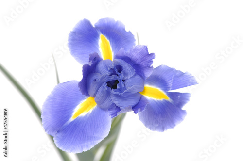 Iris blue flowers