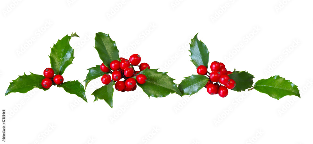 Holly Leaves Row Holly Leaves Row