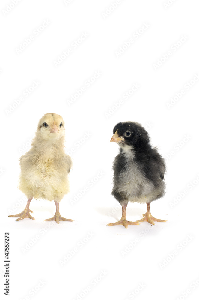 Isolated couple little chicken