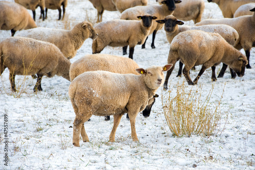 sheep in snow