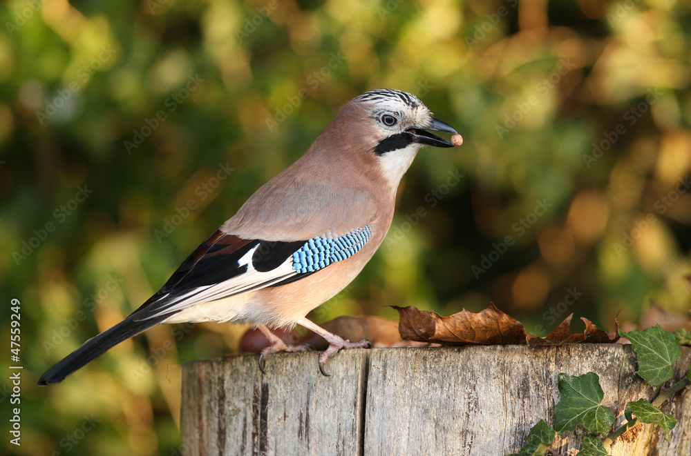 Portrait of a Jay Portrait of a Jay
