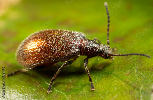 a brown beetle on a green leaf