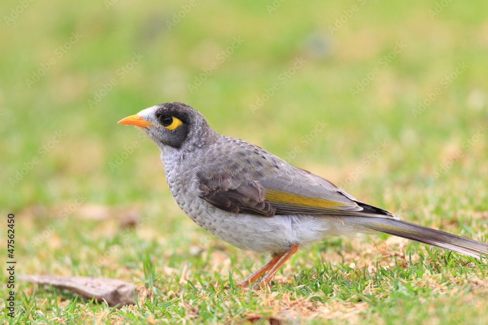 Noisy Miner in Royal N P, NSW, Australia Noisy Miner in Royal N P, NSW, Australia
