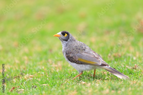 Noisy Miner in Royal N P, NSW, Australia