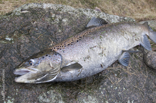 Salmon fishing in Sweden