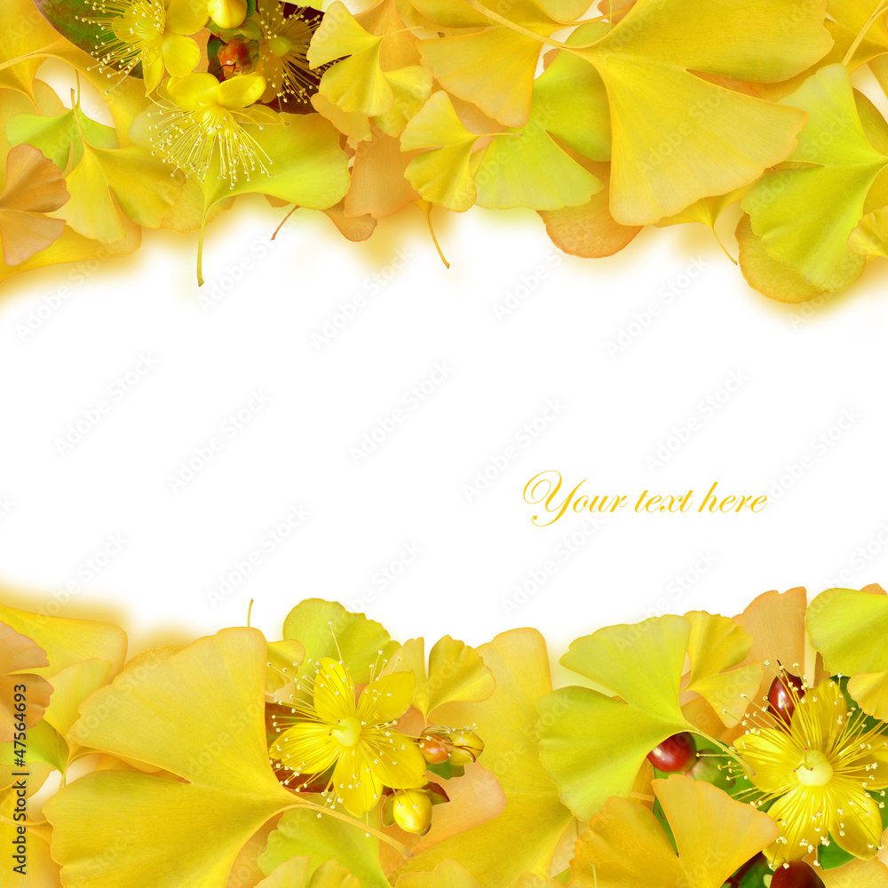 イチョウと黄色い花