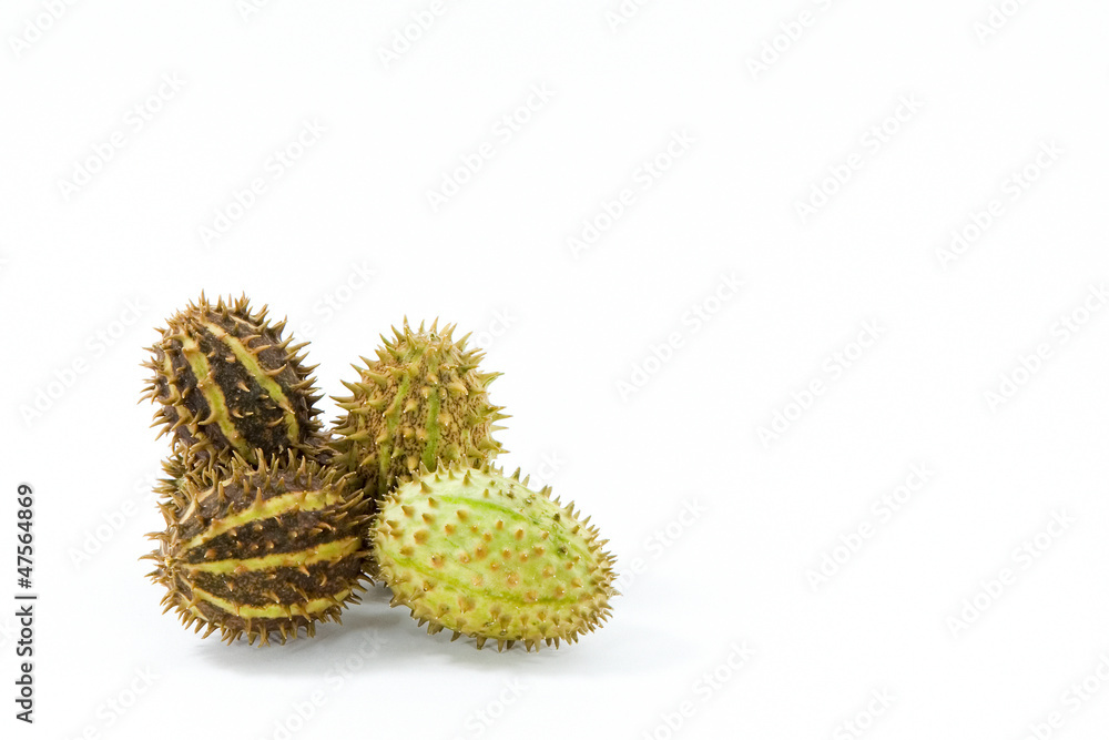 Prickly Prickly