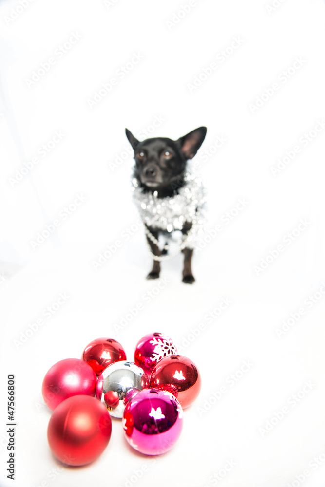Colored christmas balls shot with dog in studio on white backgro