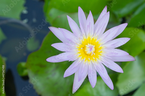 Blue water lily