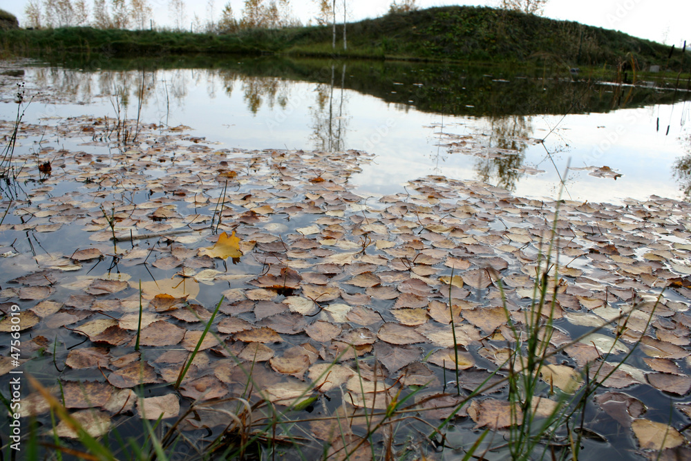 pond yellow leaf pond yellow leaf