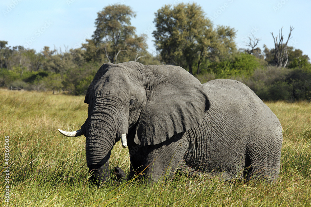 Elephant - Savuti - Botswana