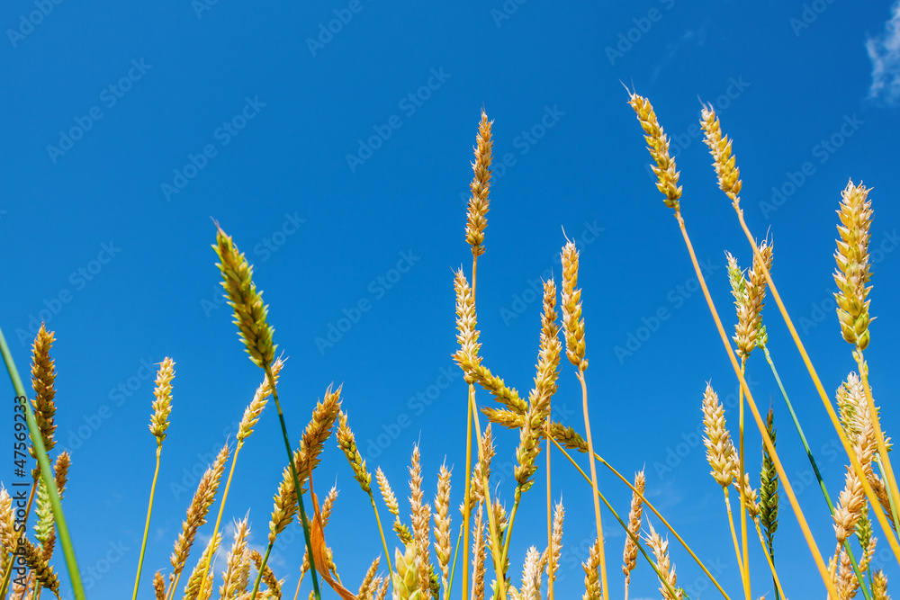 Fototapeta premium Wheat ears and blue sky