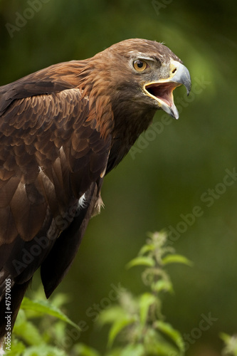 Golden Eagle (Aquila chrysaetos) Scottish Highlands